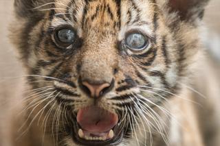 Ta śliczna tygrysica nasz opuszcza 
