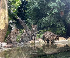 Taraje urodziły się w toruńskim zoo. Fenomen na skalę światową