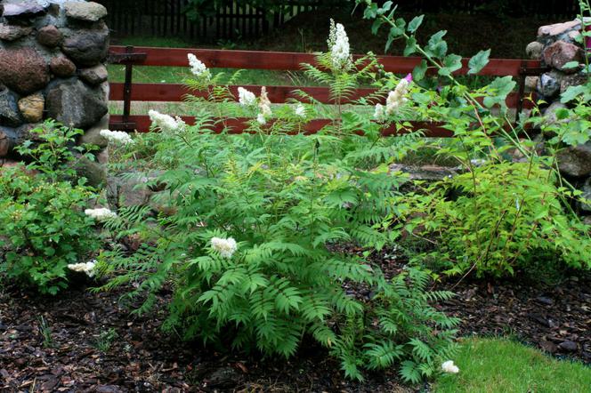 Tawlina jarzębolistna - Sorbaria sorbifolia