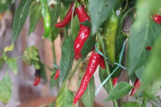 Papryka chili – uprawa papryczki chili w doniczce na balkonie i w ogrodzie