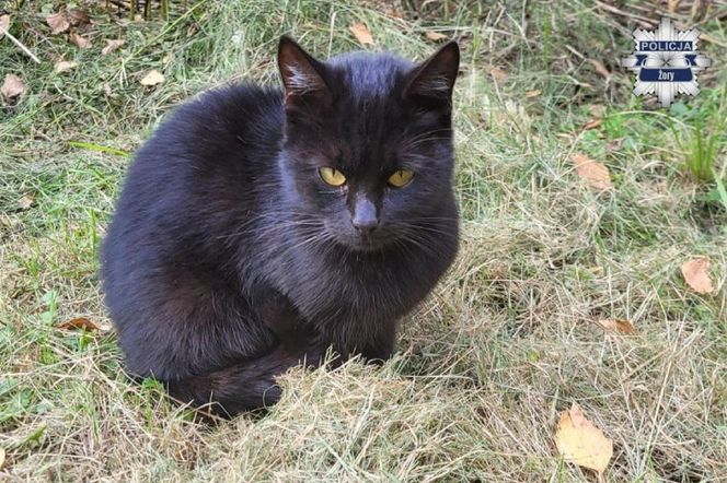 Weszli do środka budynku i zamarli. W środku konały koty, jeden nie przeżył