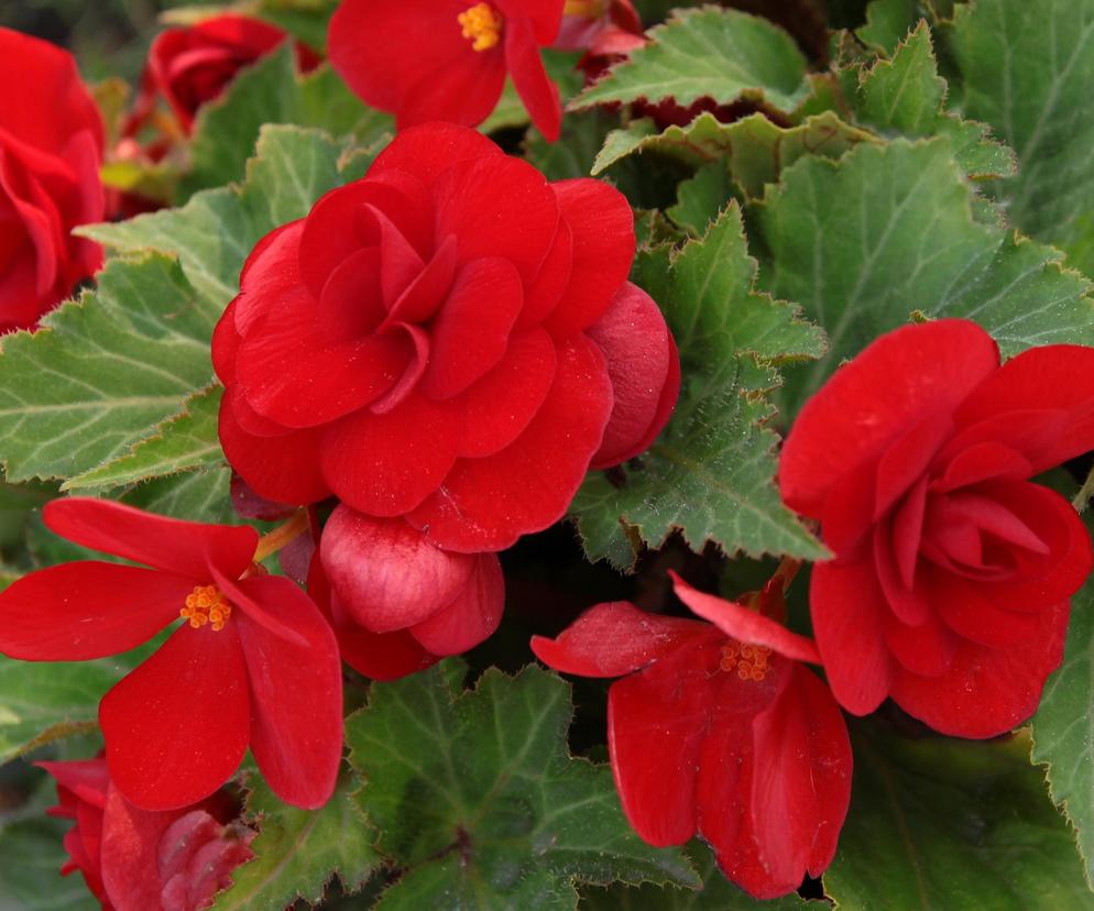 Begonia to jeden z najpopularniejszych kwiatów balkonowych