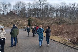 Kontrowersyjna wycinka drzew pod trasę N-Ś w Rudzie Śląskiej. Mieszkańcy: to jest fałszerstwo na duża skalę, to skandal