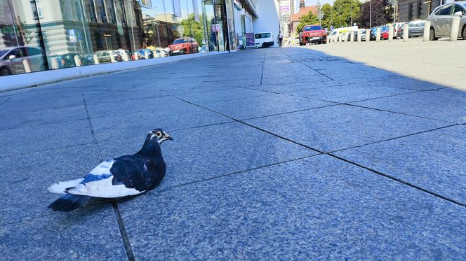 Katowice jak patelnia. Obowiązuje ruch cieniostronny. Nawet gołębie chowają się w cieniu