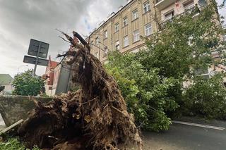 Drzewo runęło na ulicę Bernardyńską w Lublinie