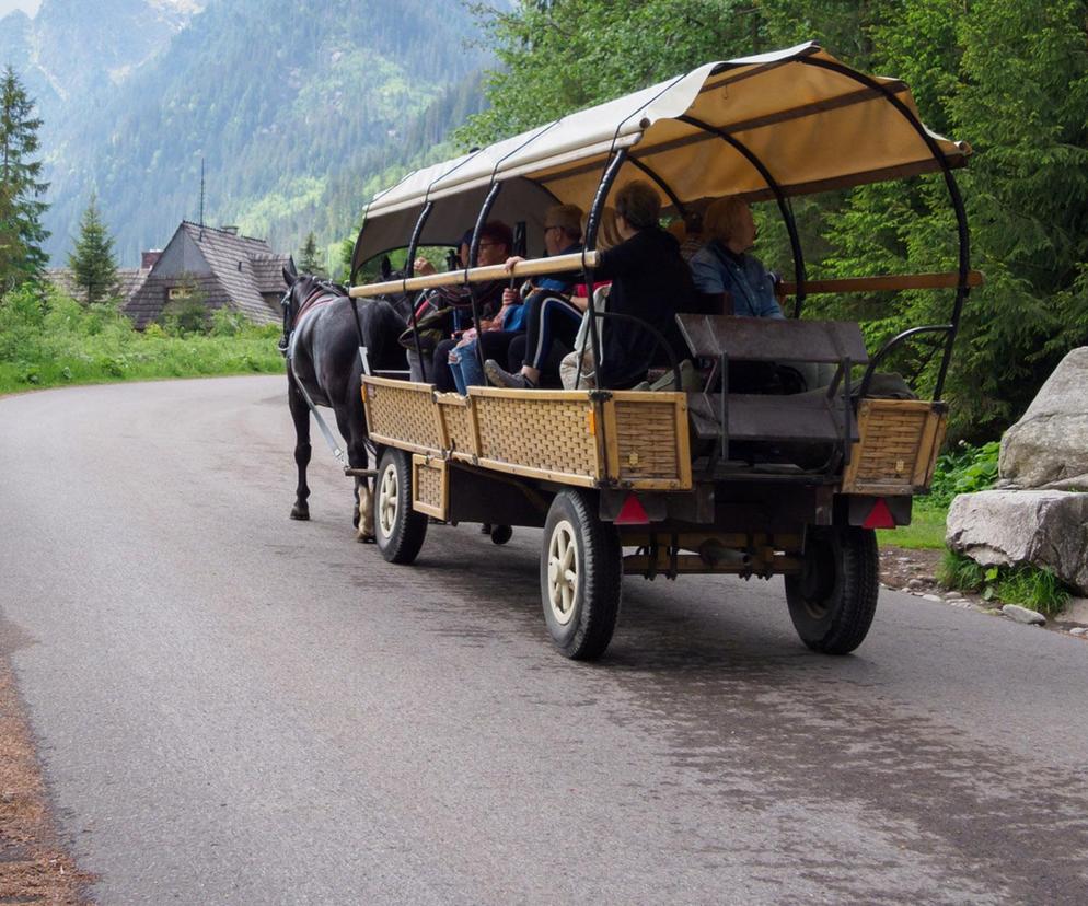 Badanie koni nad Morskim Okiem