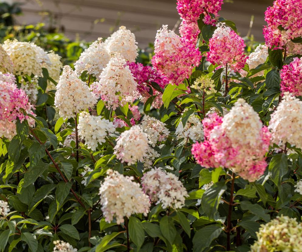 Hortensja bukietowa VANILLE FRAISE