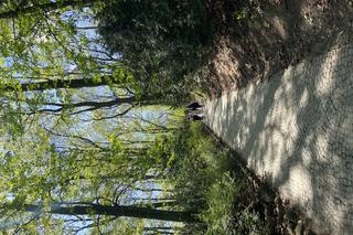 Wiosna w Łazienkach Królewskich