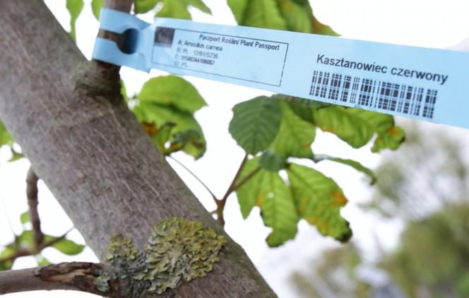 Prawie 300 nowych drzew w Toruniu. Posadzone zostały w 2020 roku