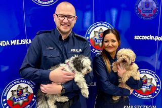 Skradzione psy byłego burmistrza Zurycha odnalezione w Szczecinie