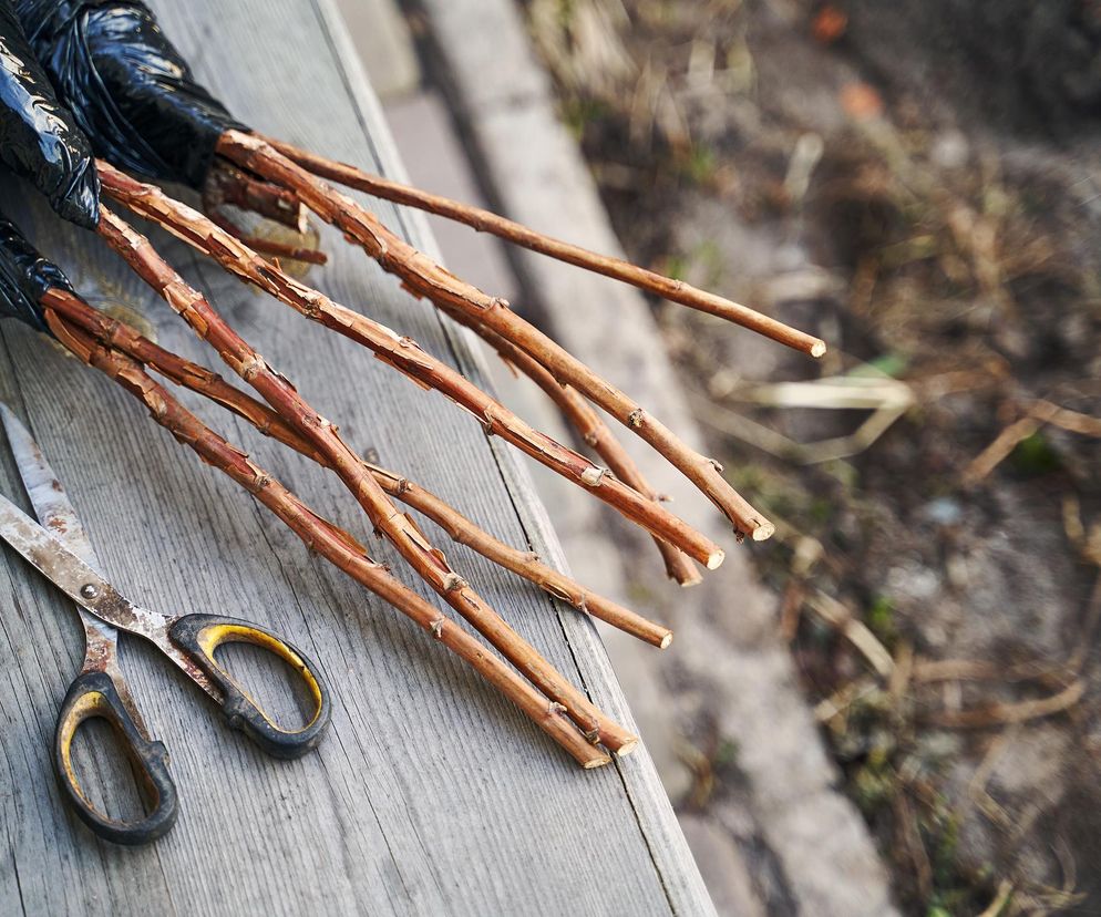 Przygotuj z nich herbatę, zanim spadnie śnieg. Nietypowy odwar zwalcza przeziębienie