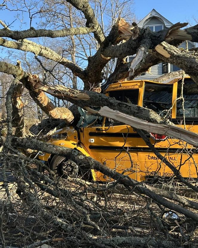 Drzewo runęło na szkolny autobus w New Jersey