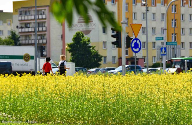 Białystok. Pierwsze łąki już kwitną. W 2020 roku pojawiły się w nowych miejscach