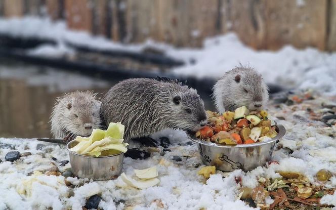 Nutrie w Nutrowisku potrzebują pomocy