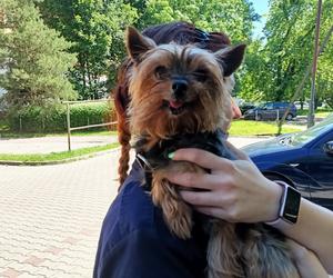Interwencje Animal Patrolu Straży Miejskiej w Łodzi
