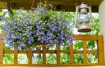 Lobelia