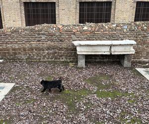 Largo Argentina w Rzymie. Koty zamieszkały w starożytnych ruinach - zobacz zdjęcia