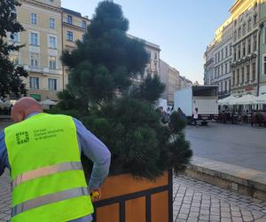 Drzewa na Rynku Głównym w Krakowie