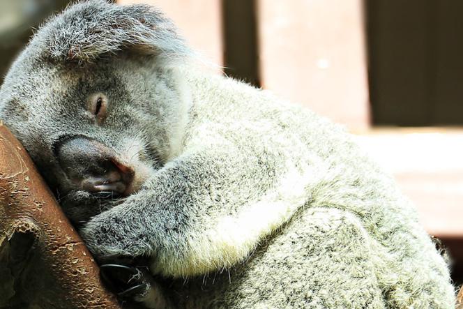 OTOZ Animals Warszawa zachęca do pomocy zwierzętom w Australii. Co możesz zrobić? 