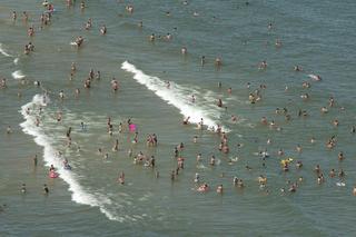 Zakwit sinic Bałtyk