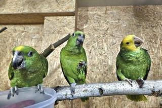 Park Papug w Krajnie