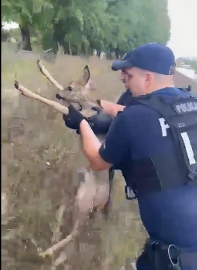 Policjanci uratowali tonącą sarenkę