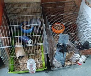 Dramatyczna interwencja w sklepie zoologicznym na Śląsku. Zwierzęta przetrzymywane w skandalicznych warunkach