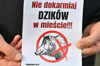  Obława na dziki w Legionowie. Komendant straży miejskiej apeluje: Nie dokarmiajmy!