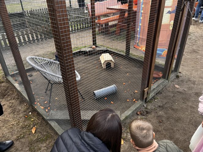 Zagroda 3 siostry w Kamieniu przyciągnęła całe rodziny w ciepły jesienny weekend ZDJĘCIA