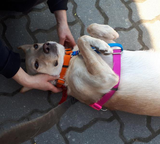 PIES DO ADOPCJI - Bella