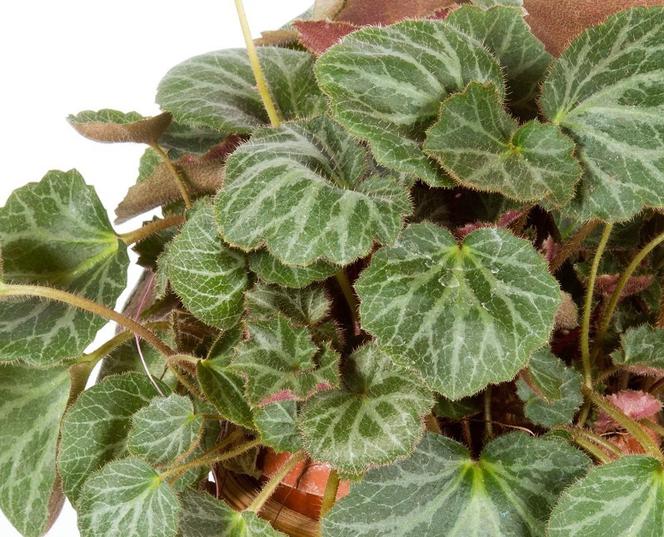 Skalnica rozłogowa - Saxifraga stolonifera