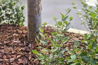 Mazowiecka po metamorfozie zachwyca warszawiaków. Prawie jak w Wersalu!