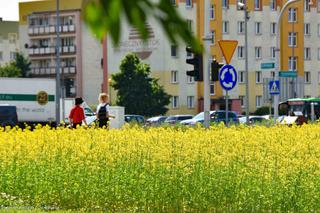Białystok. Pierwsze łąki już kwitną. W 2020 roku pojawiły się w nowych miejscach