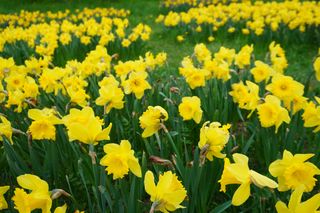 Żonkile kwitną w Warszawie 