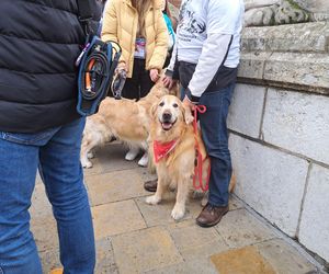 33. Finał WOŚP z grupą krakowskich Golden Retrieverów