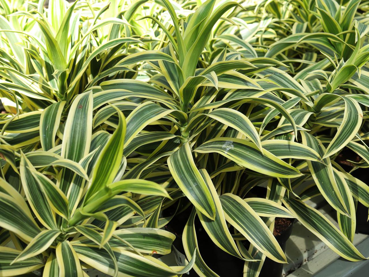 Dracena odwrócona - Dracaena reflexa