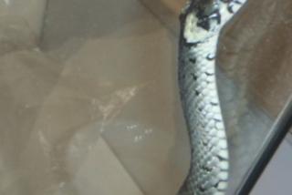 Wąż wślizgnął się do mieszkania w Bydgoszczy! Przerażony mężczyzna wezwała pomoc