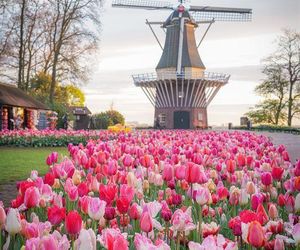 Ogród Keukenhof w Holandii