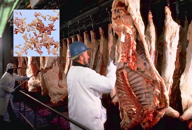 Jak atakuje bakteria E. coli - krok po kroku