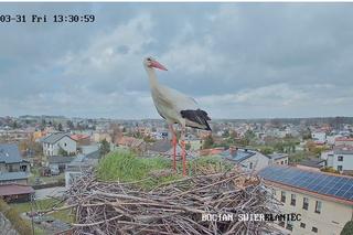 Ostatnie szlify przed założeniem rodziny. Każdy może podejrzeć pracowitego...bociana 