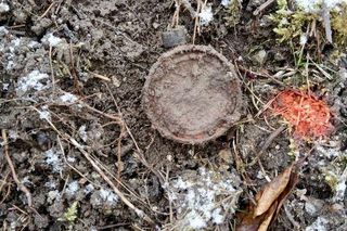 Dziki odkopały niewybuchy z czasów II wojny światowej