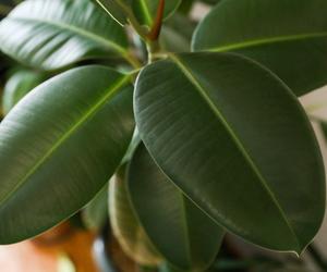 Jak szybko rośnie Ficus retusa? [Porada eksperta]