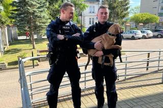 Pies zwisał z barierki mostu. Czekała go straszna śmierć! 