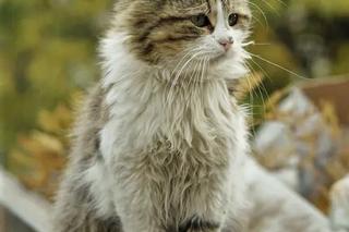 Pożar w Fundacji Kociniec.