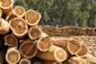 Ceny drewna 2022 rekordowo wysokie. Najlepsze wyjeżdża z Polski