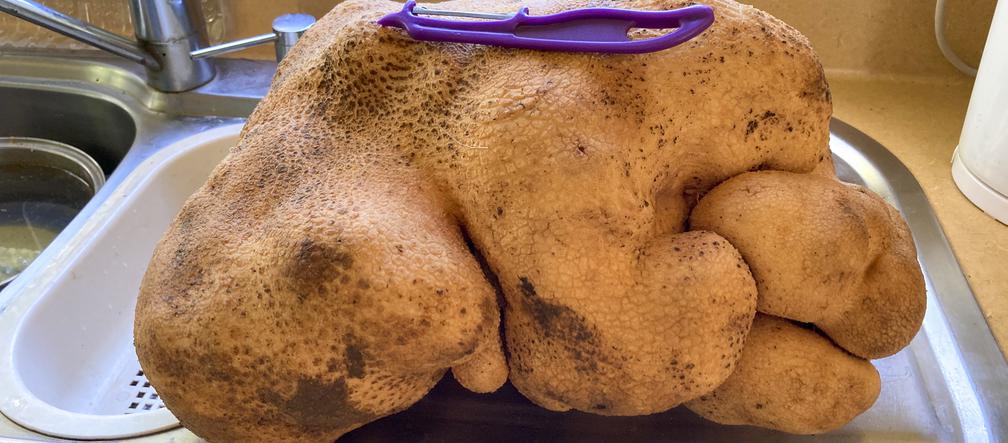 Oto największy ziemniak świata! Pojawił się nie wiadomo skąd