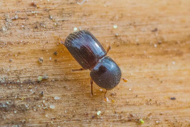 Leśnicy wyłapują groźne owady