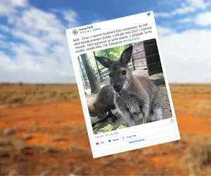 Kangur Zgredek uciekł z zoo. Policja prosi o pomoc i tłumaczy co zrobić, gdy się go spotka 