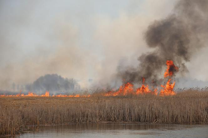 Pożar w Biebrzańskim Parku Narodowym