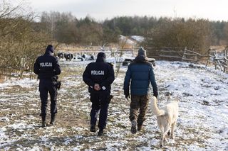 Porwany i pobity struś